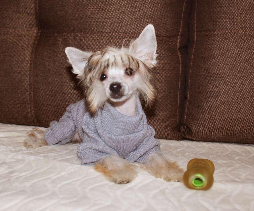 Charuyuschiy Soblazn Vera incessu patuit dea