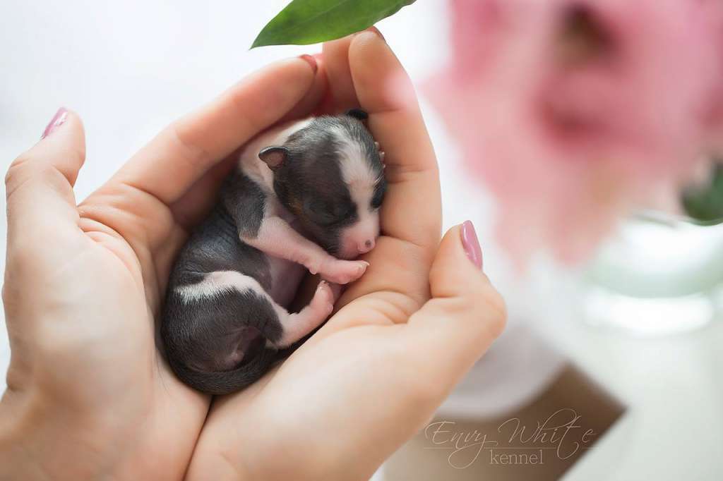 Envy White Starling Baby