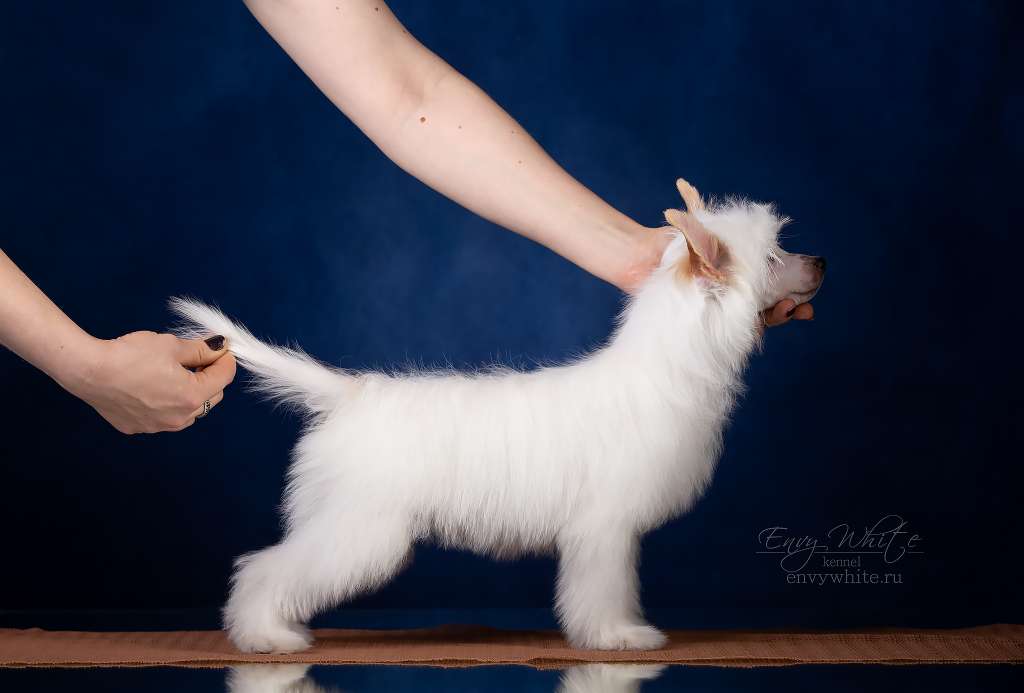 Envy White Sweet Symphony