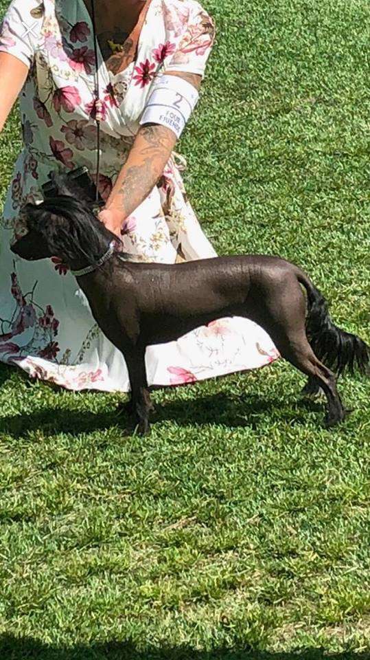 Black Rock Cresteds Nightwish