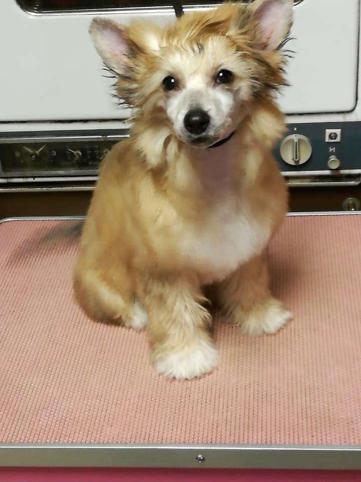 Black Rock Cresteds Metallica