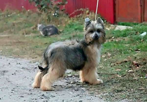 Arizona Molosos Gratzi