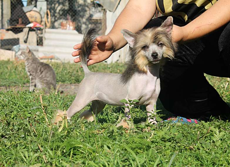 Amaretta Molosos Gratzi