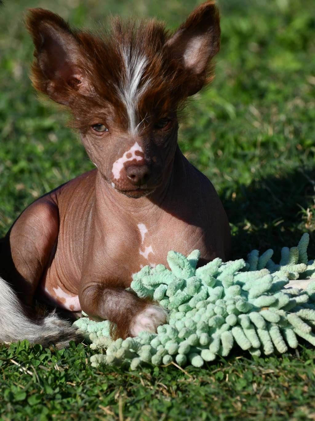 Little Dog Of Dream Original Punk