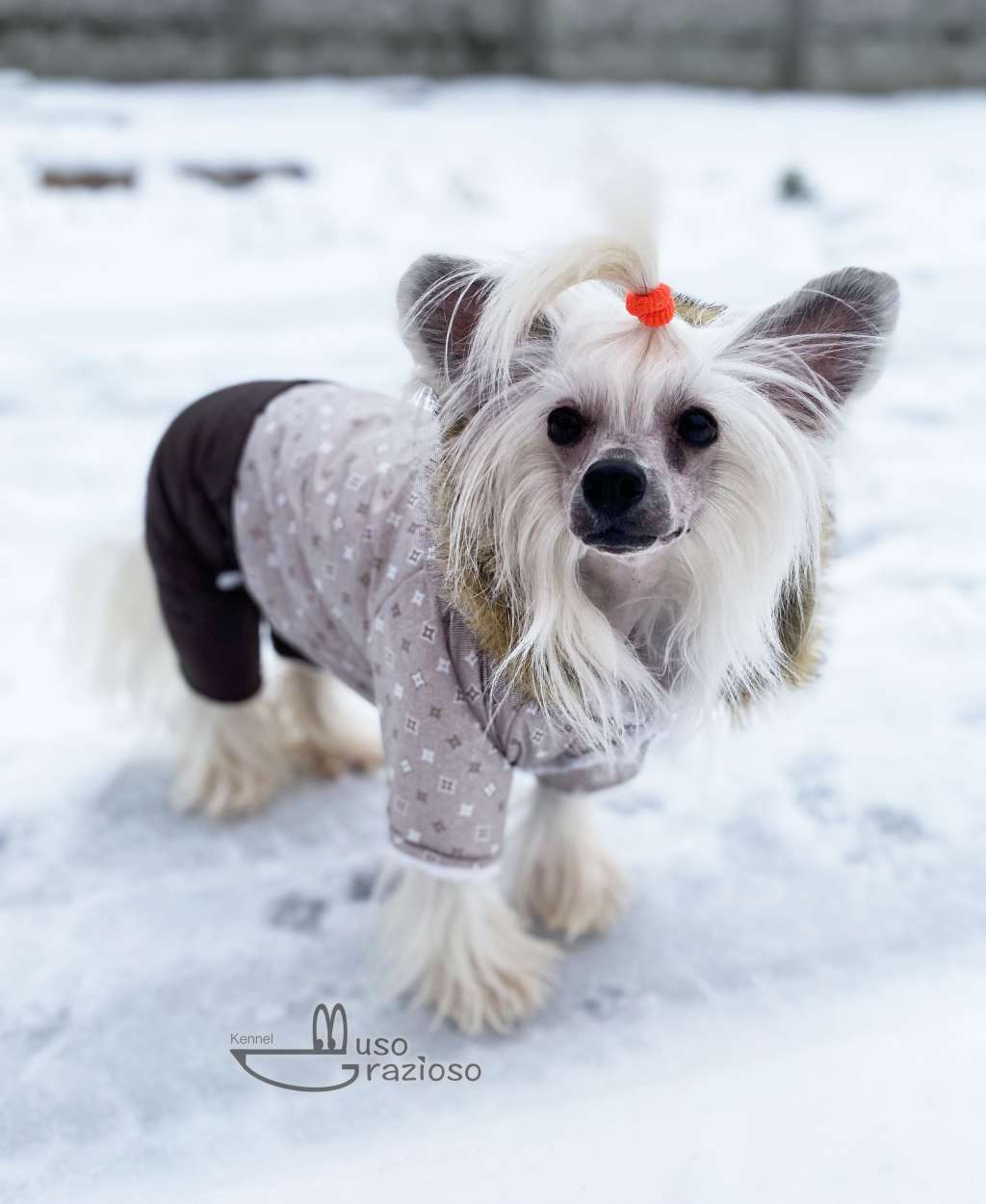 Ami Magestic Cherished Dream