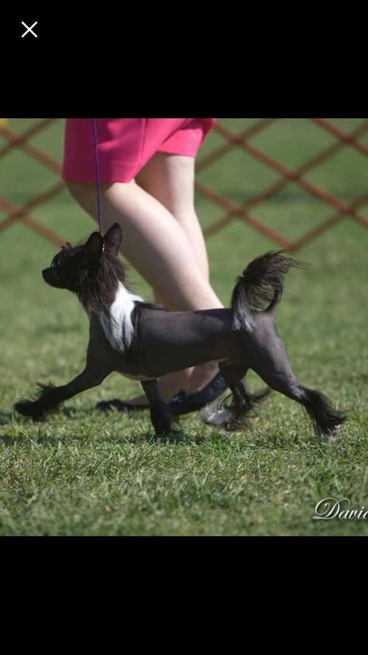 GCH Sekhara's If The Crown Fits