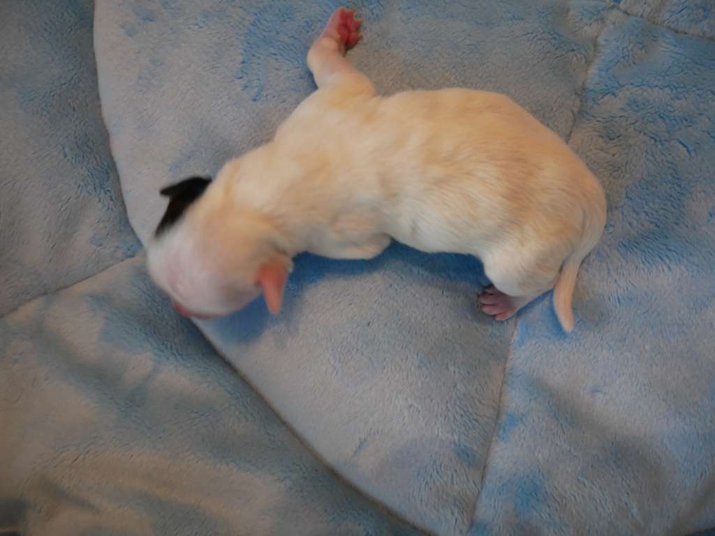 MILKA  Kolekcja Szuwarka