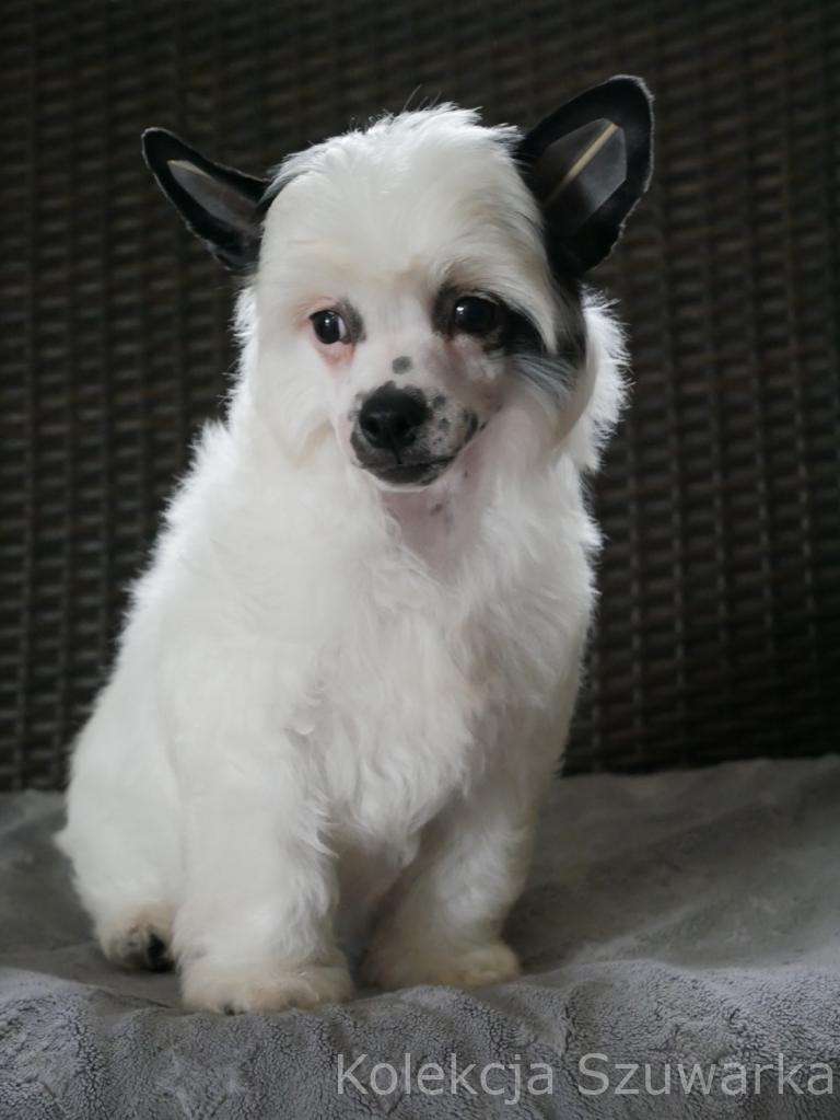 MORIS Kolekcja Szuwarka