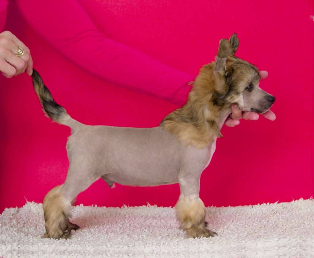 Kissed By Fire Plysovy pritel