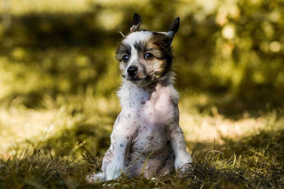 K The Dragon Queen Plysovy pritel