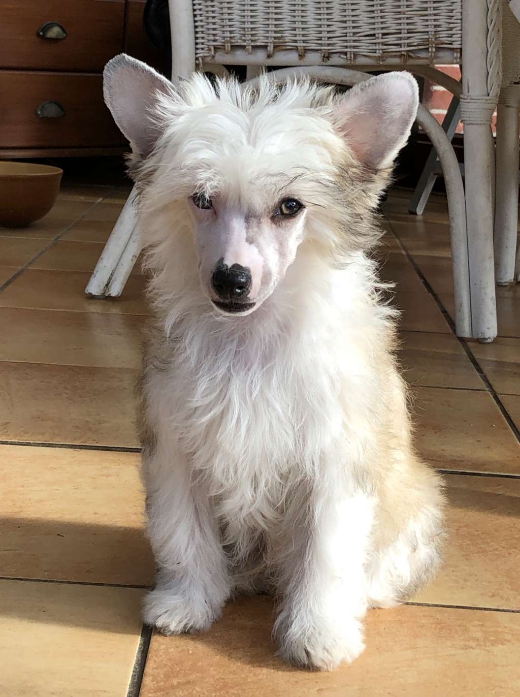 Mad Max von Shinbashi