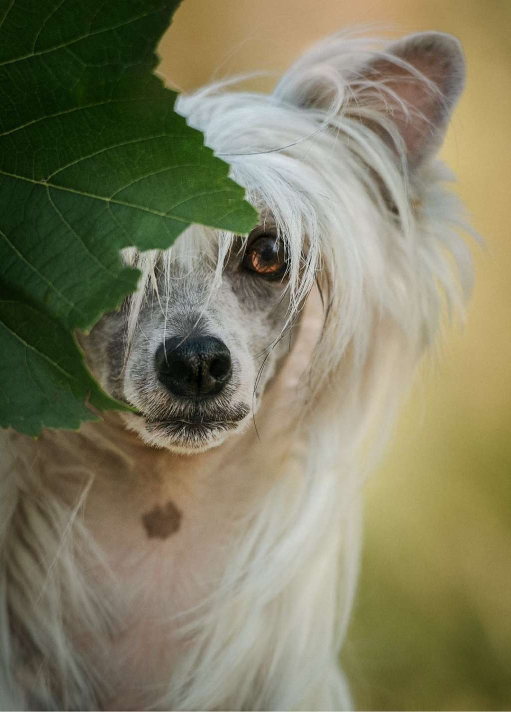 Kylie Kiki Lotti Di Rabozi