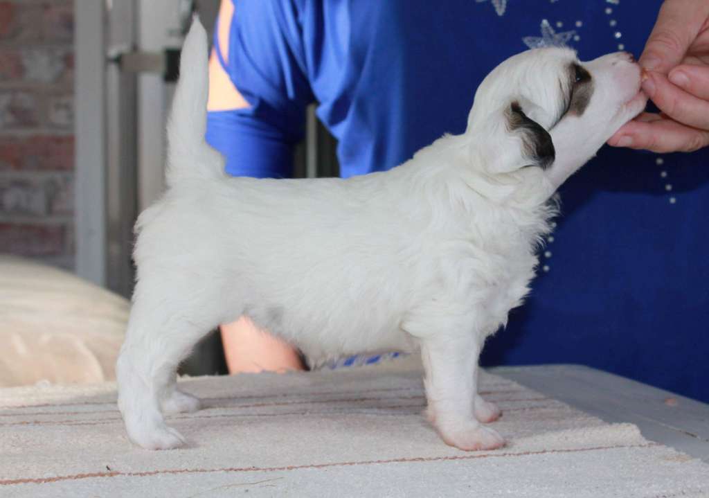 Chattanooga's Jos Mä Oisin Sä