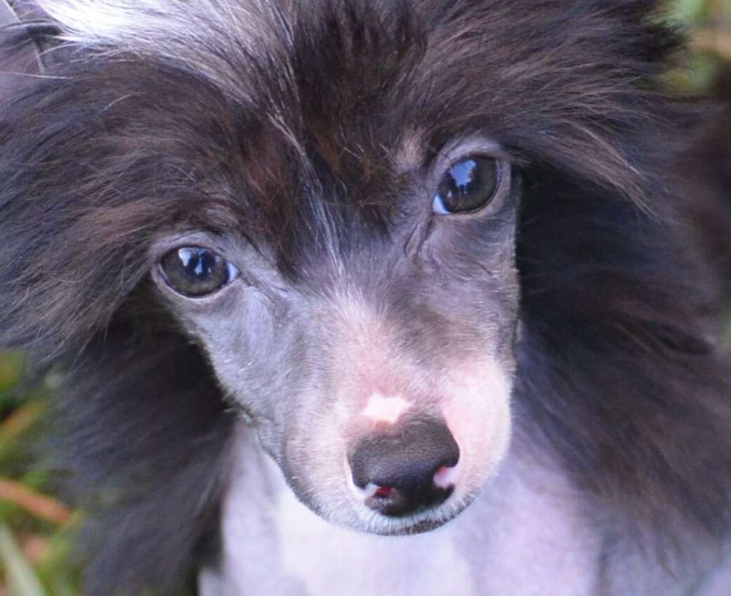 Magic of Success Astral Voyager