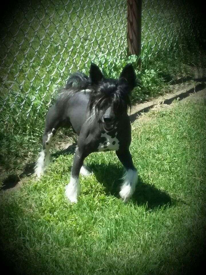 Southern Belles Take A Chance Pacer