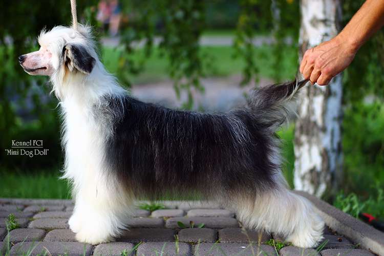 Mimi Dog Doll Bethune