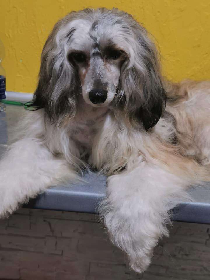 Wolter Exotic World Fci