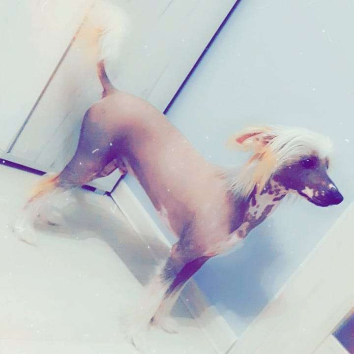 Wigor Exotic World Fci