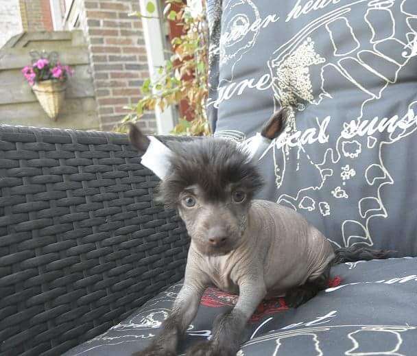 Chinchin van Chinchins Home