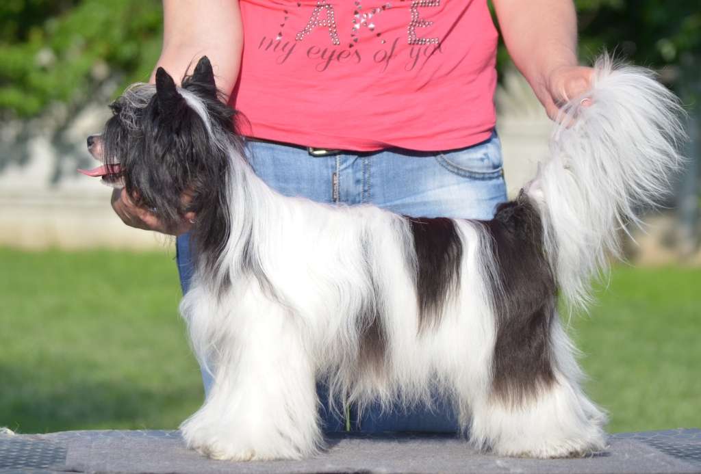 Assol Romantic Cherished Dream