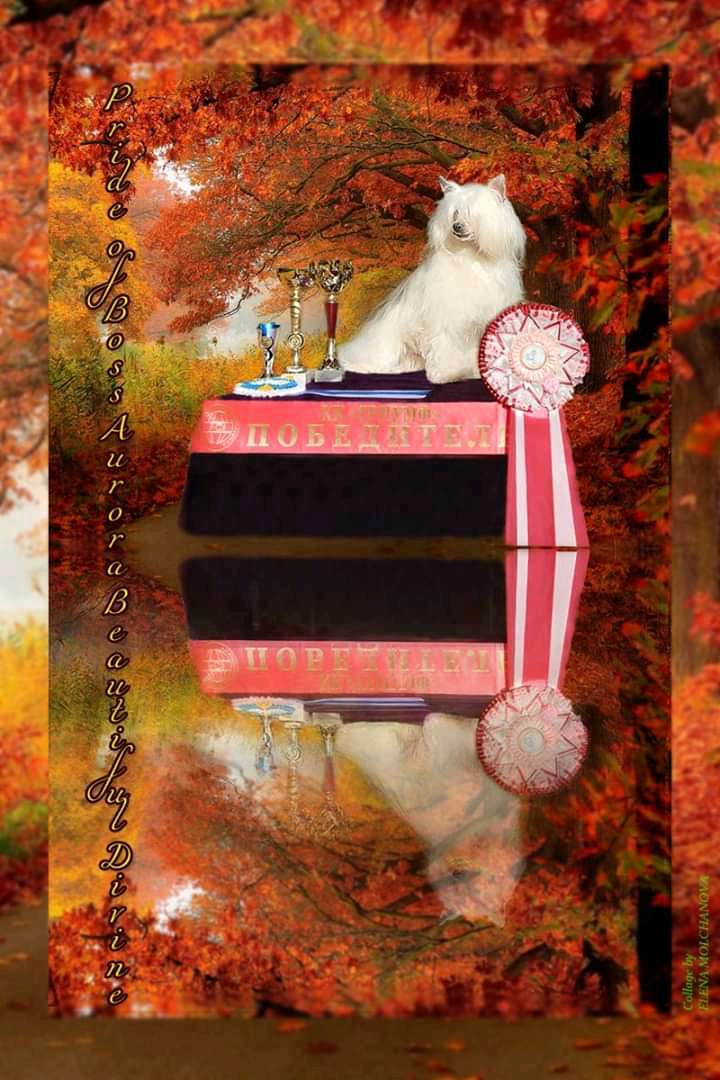 Pride of Boss Aurora Beautiful Divine