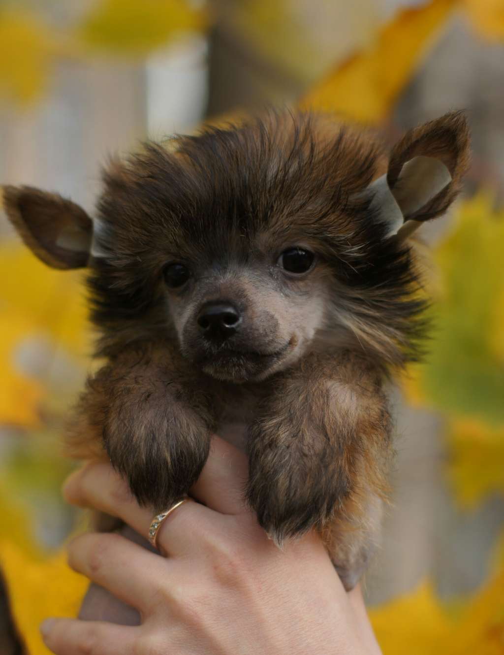 Pride of Boss Adele Ambassador of Beauty