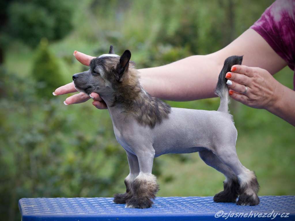 Tiffany z Jasné hvezdy