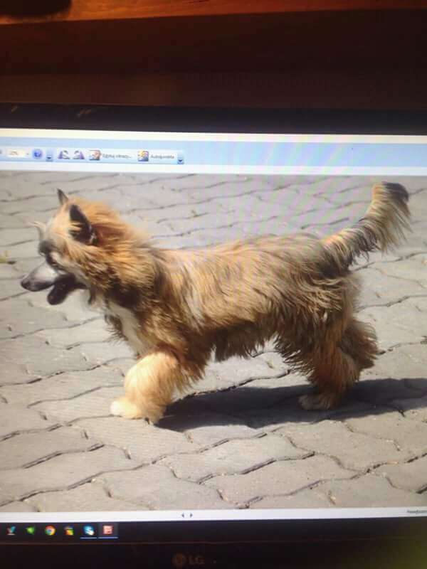 Sasquehanna (fci) Pustynna Mgla