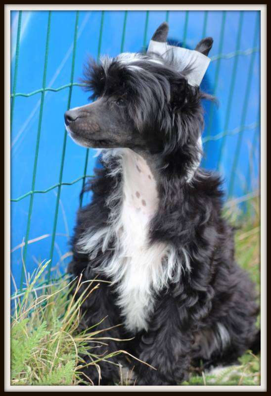 Obsession Black Of Pastime Paradise