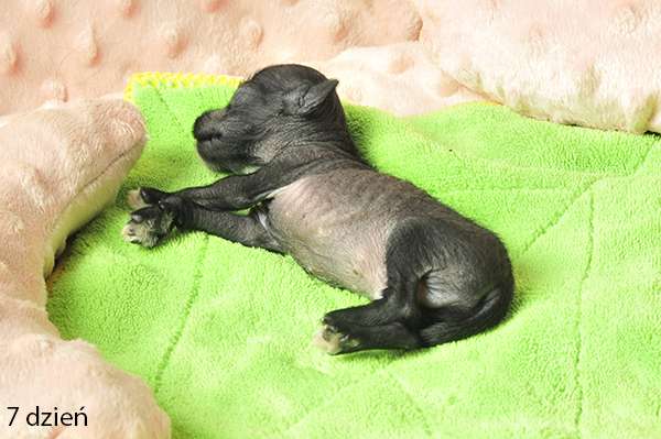 Elrond Zaczarowany Flet