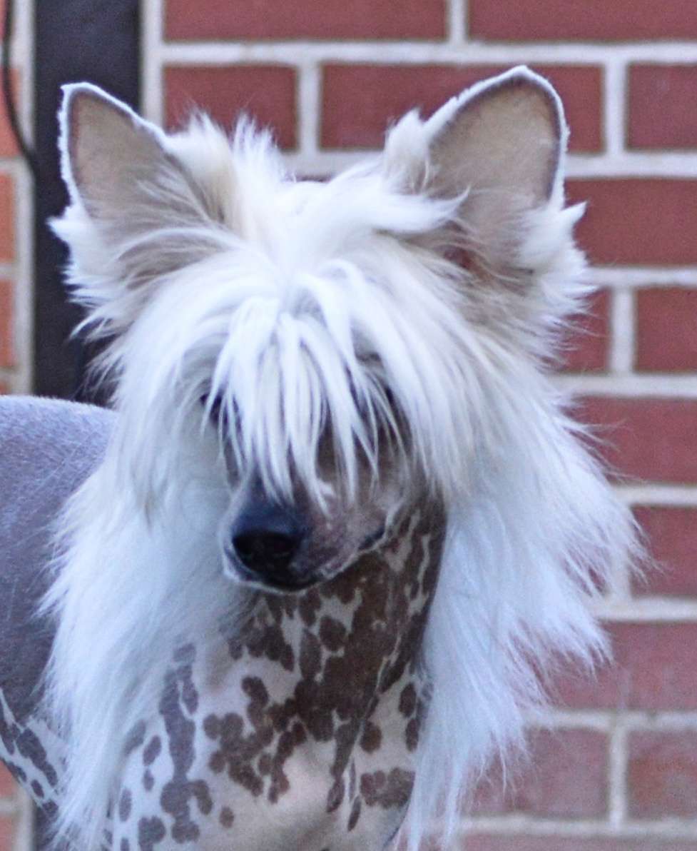 New Liaison von Shinbashi