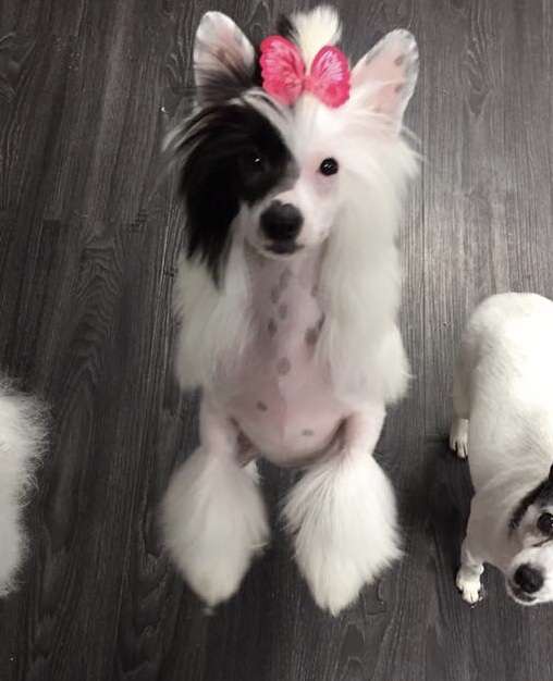 Krescendo Eternal Flame