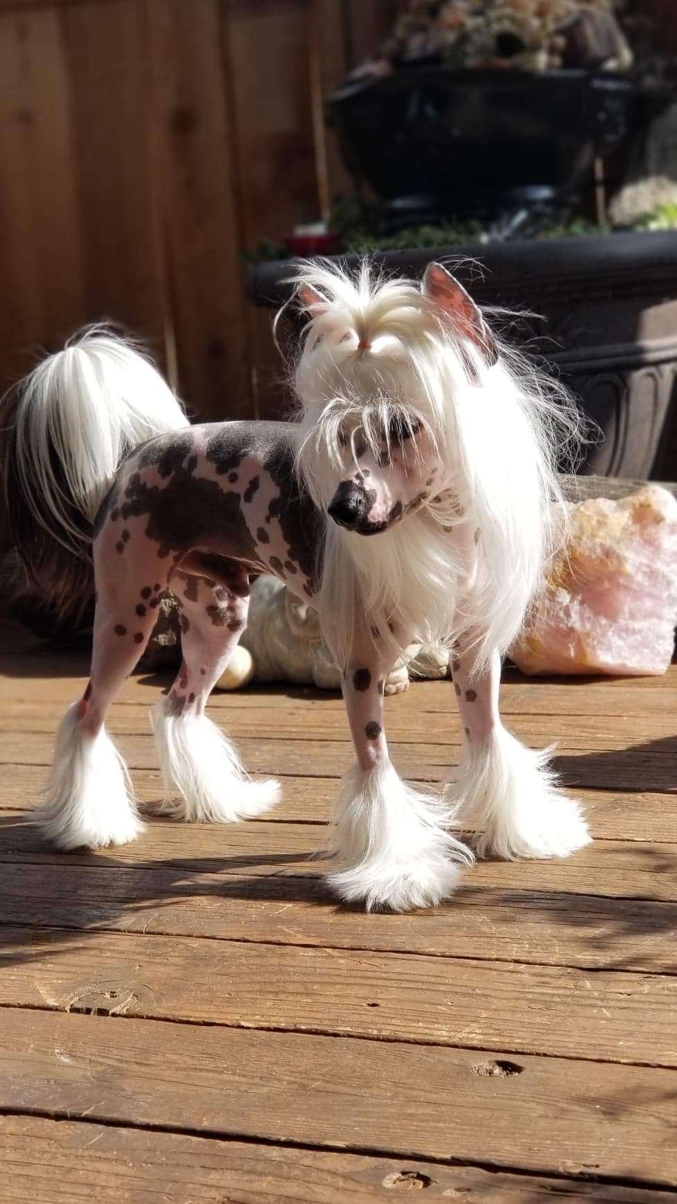 Krescendo Enjoy Yourself