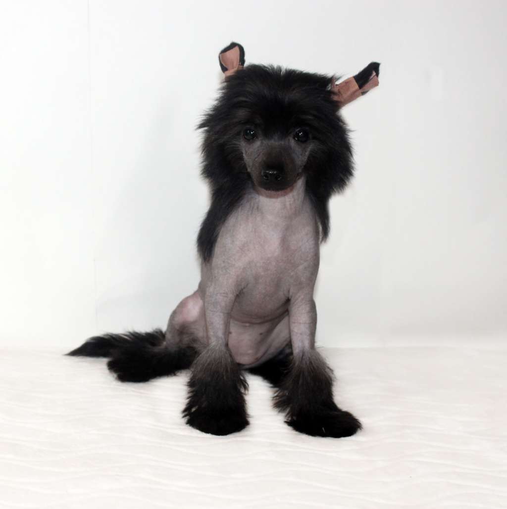 Charuyuschiy Soblazn Vispa blue velvet