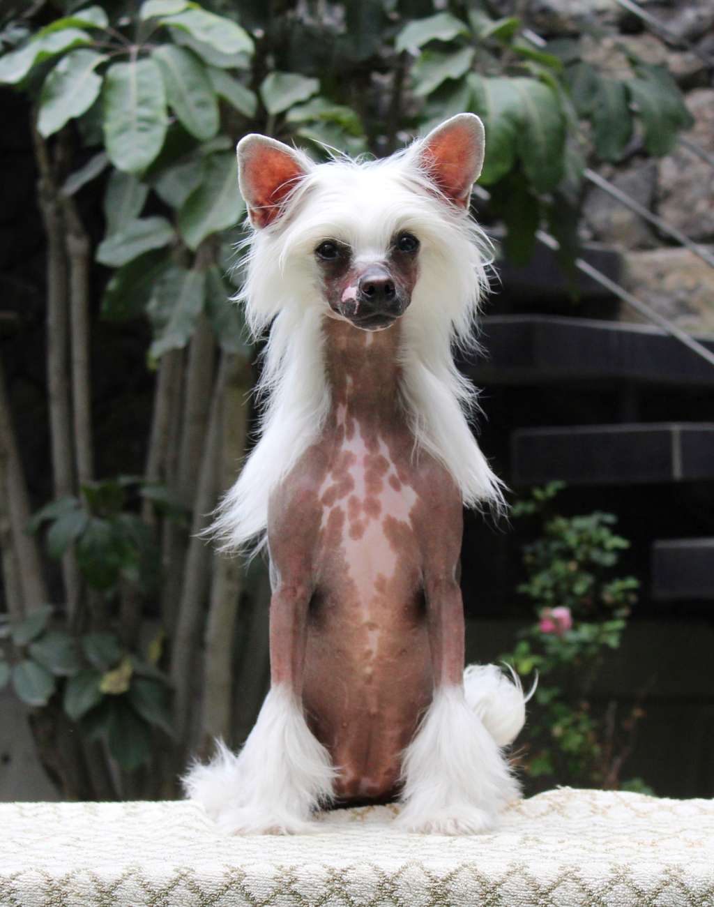 Evolet Sweet And Dreamer (Cantarell/De la Garza)