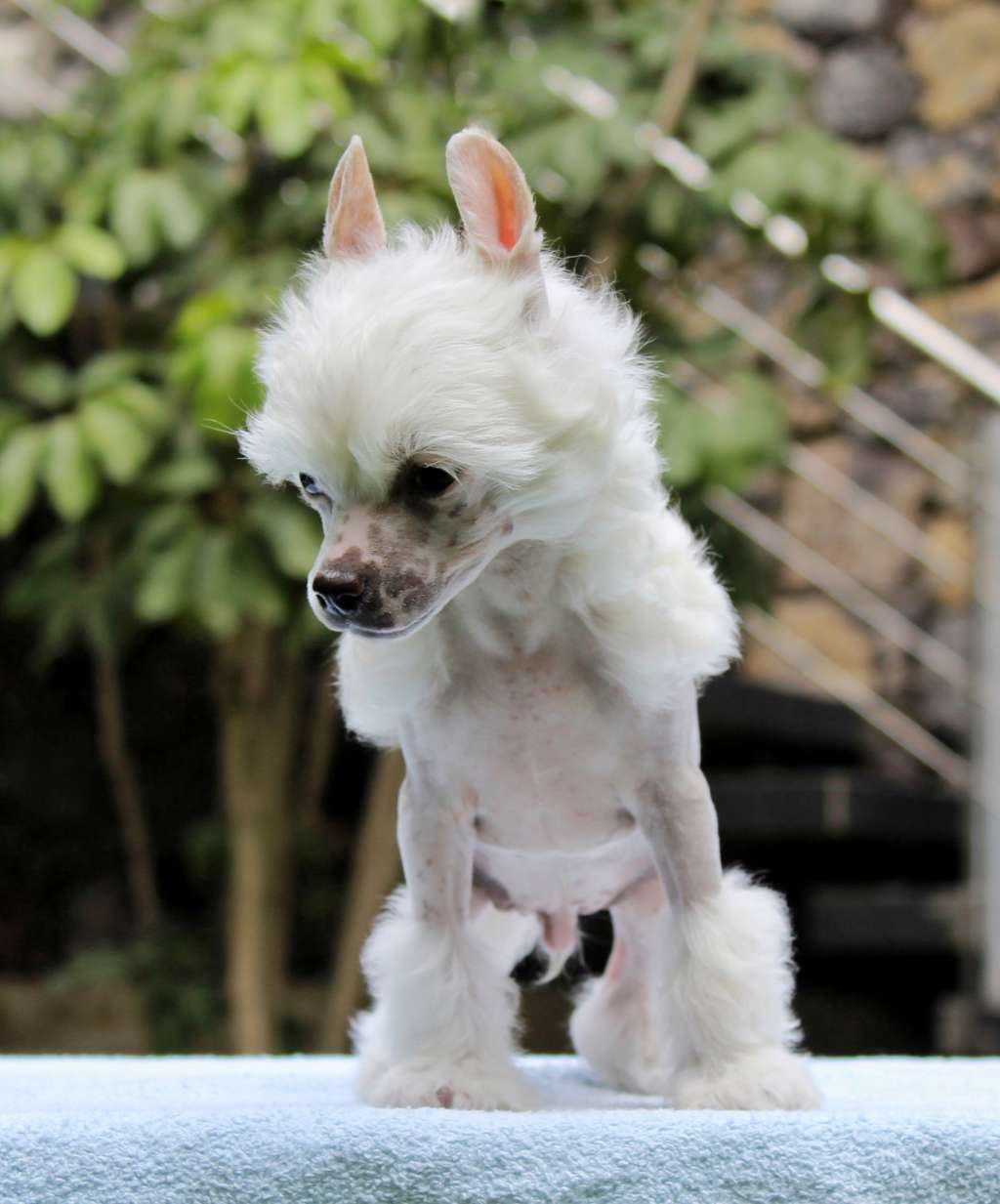 Eduard Twilight Dream (Cantarell/De la Garza)