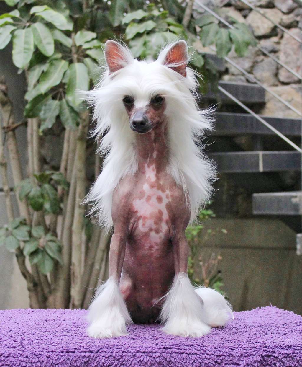 Evangeline Lucid Dream (Cantarell/De la Garza)