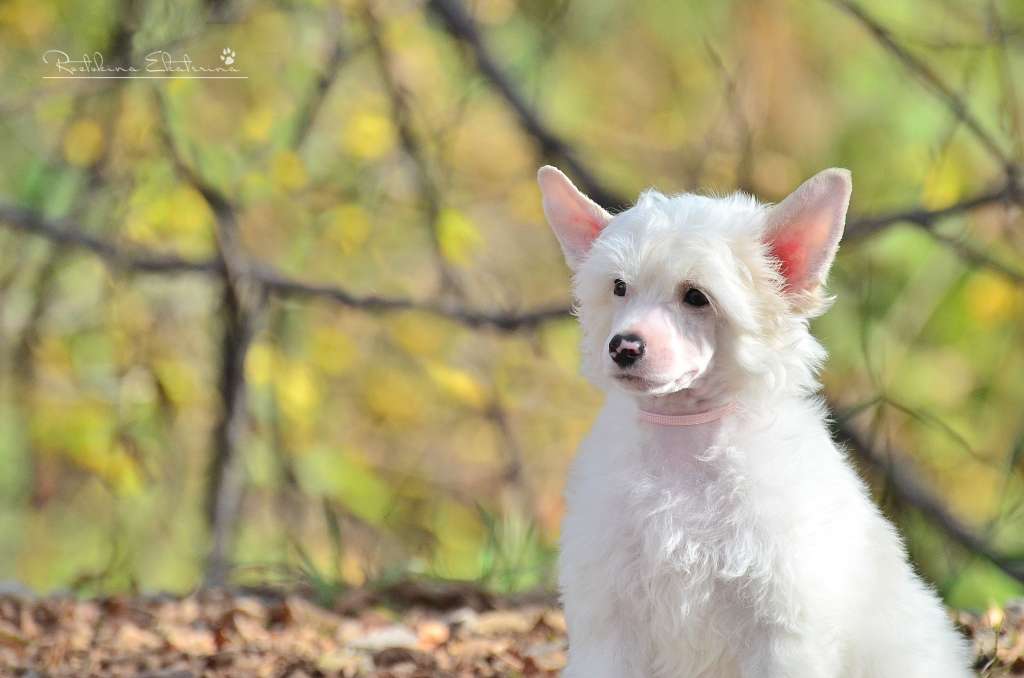 Elance Louange Hi Migel