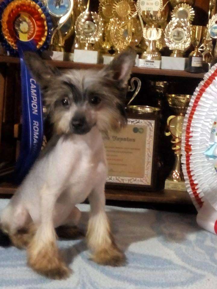 Italy Molosos Gratzi