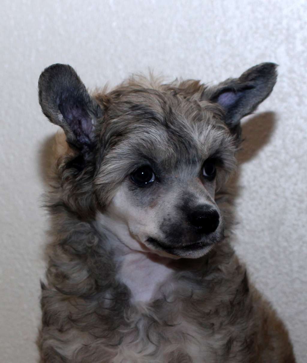 Artic Flyer's Vivid Legend