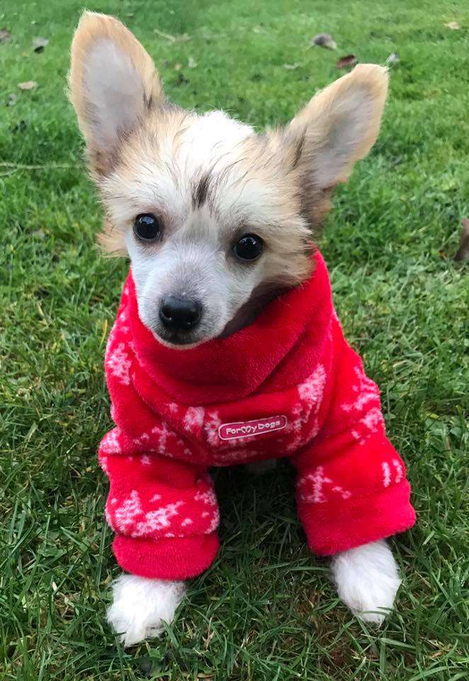 Delightful Joy To Be My Dream