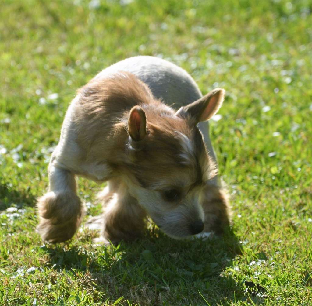 Dolce Gabbana To Be My Dream