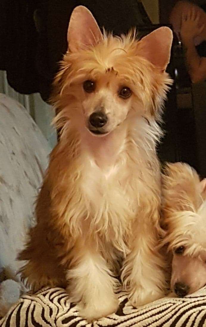 Destiny Surprise To Be My Dream