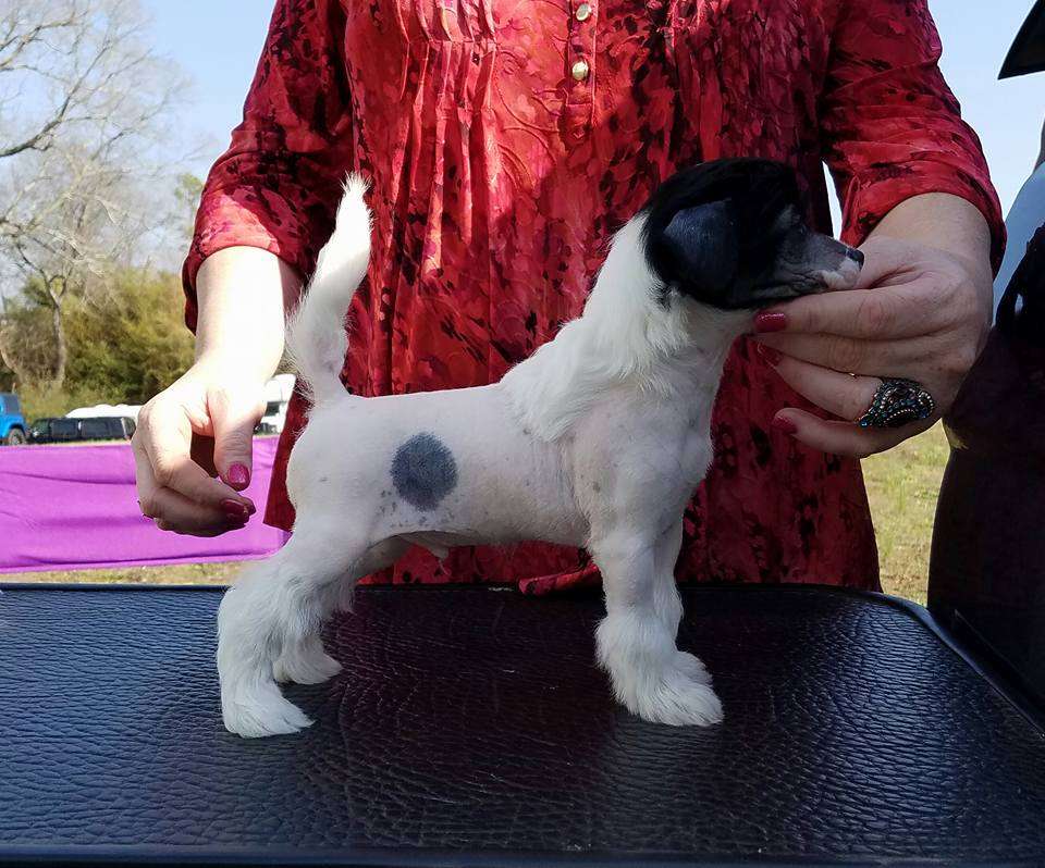 Sekhara Rockin Royal