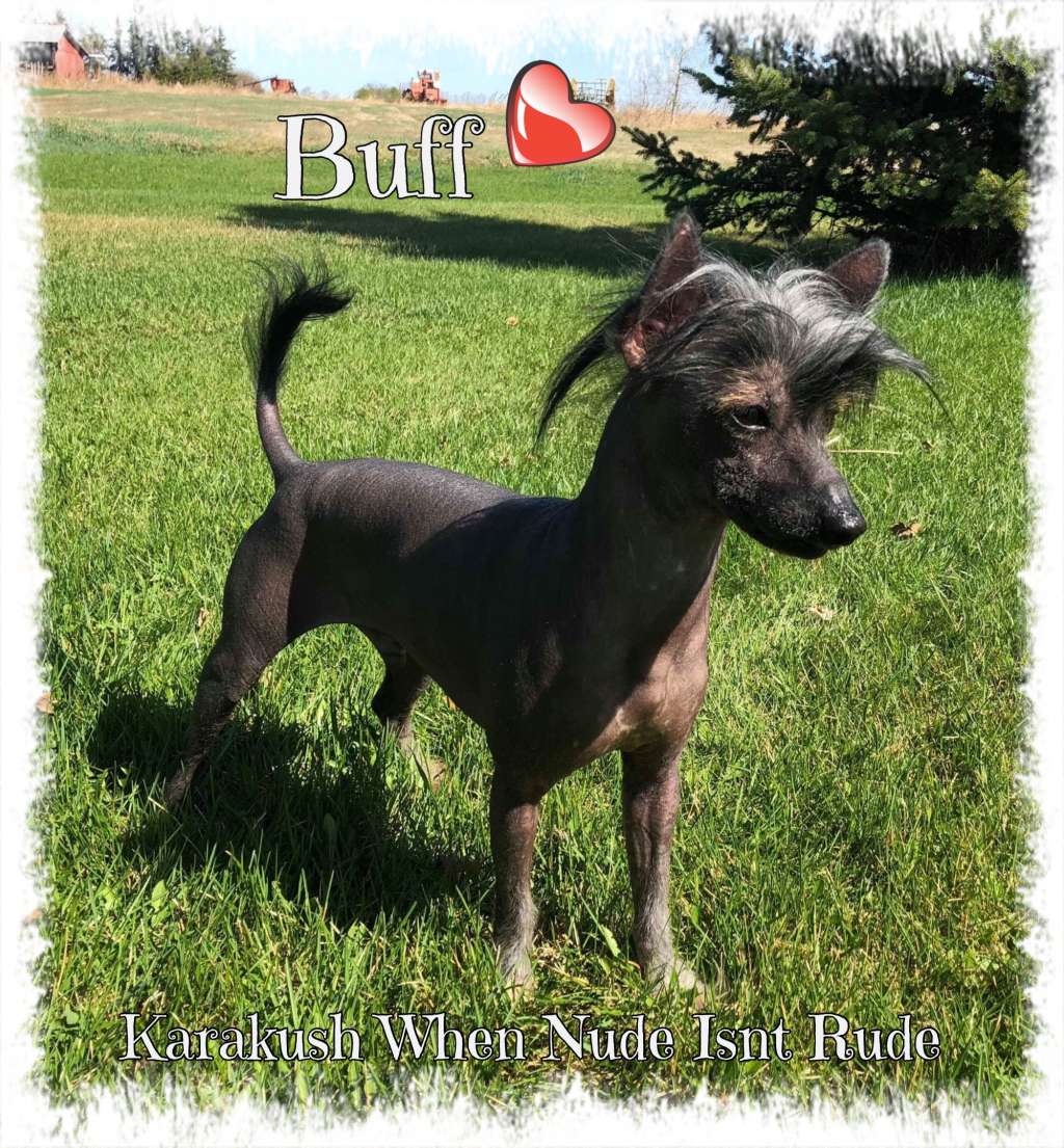 Karakush When Nude Isnt Rude