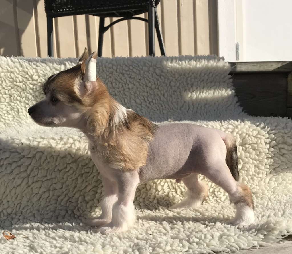 Baby Pearl Dumbledore