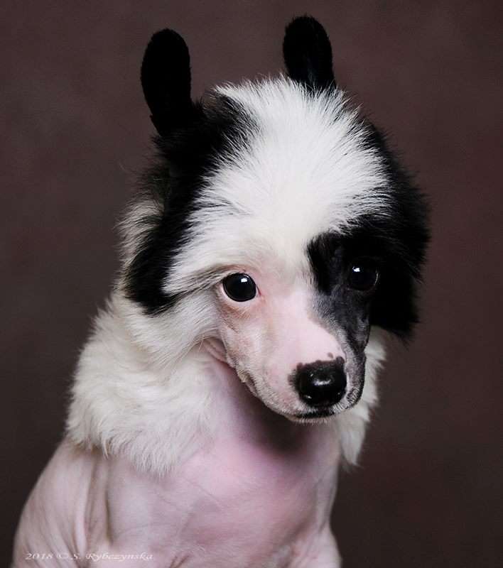 Butterfly Aspera Astrum