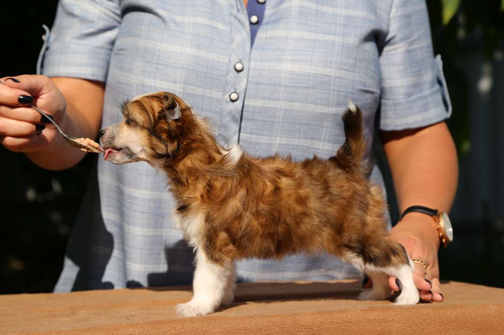 Alfa Laval Maleficent