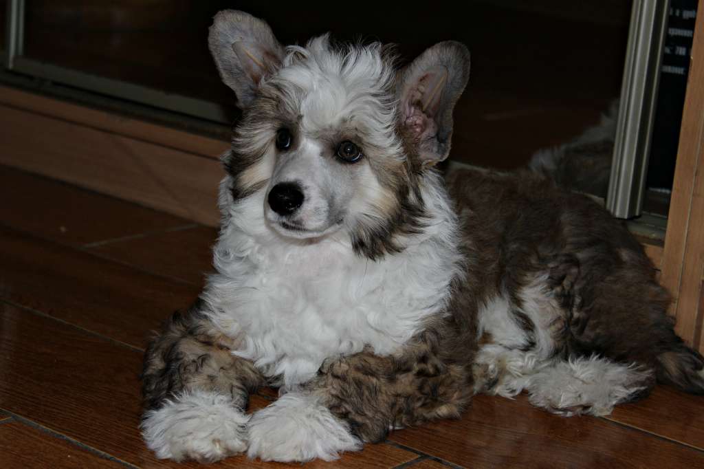 Atos Marshal Miracolo Dell'anima