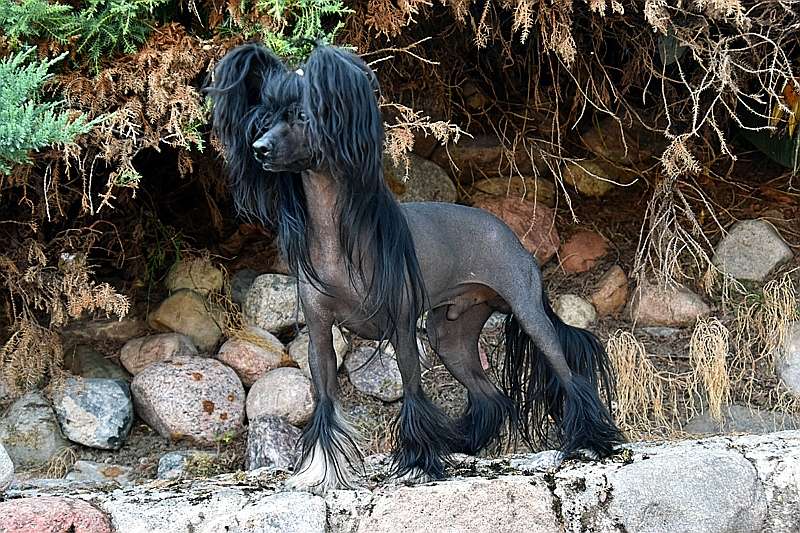 Apasjonata Under Hell